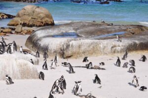 Startseite_Boulders_Beach_Kolonie