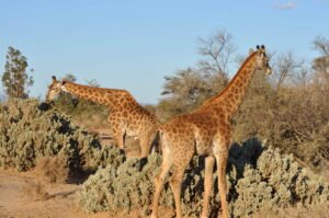 Startseite_Kap_Giraffe