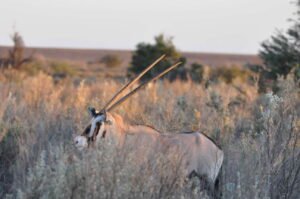 Startseite_Oryx_Antilope