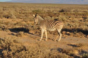 Startseite_Steppenzebra