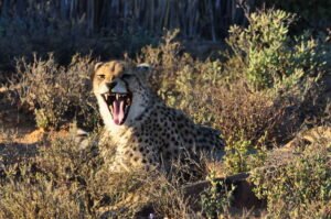 Startseite_cheetah Zaehnefletschen